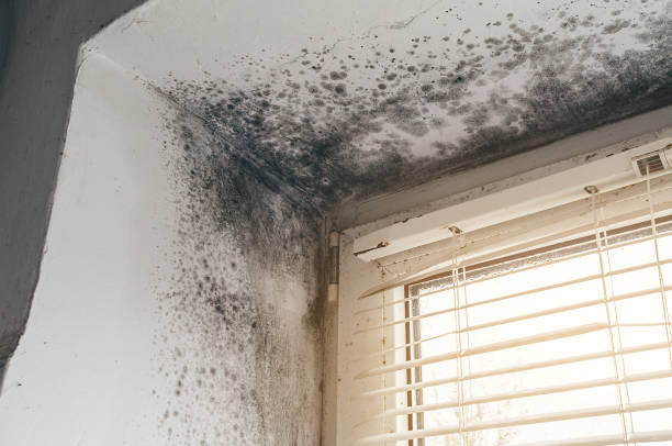 Affordable Basement Mold Removal solutions in Allenwood, NJ