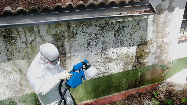 Top rated local Basement Mold Removal specialists in Allenwood, NJ